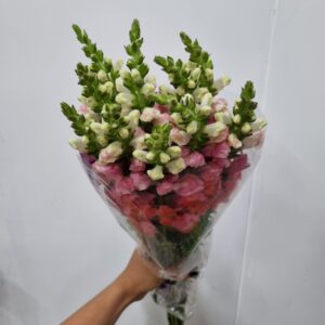 BOCA DE LEAO ROSA