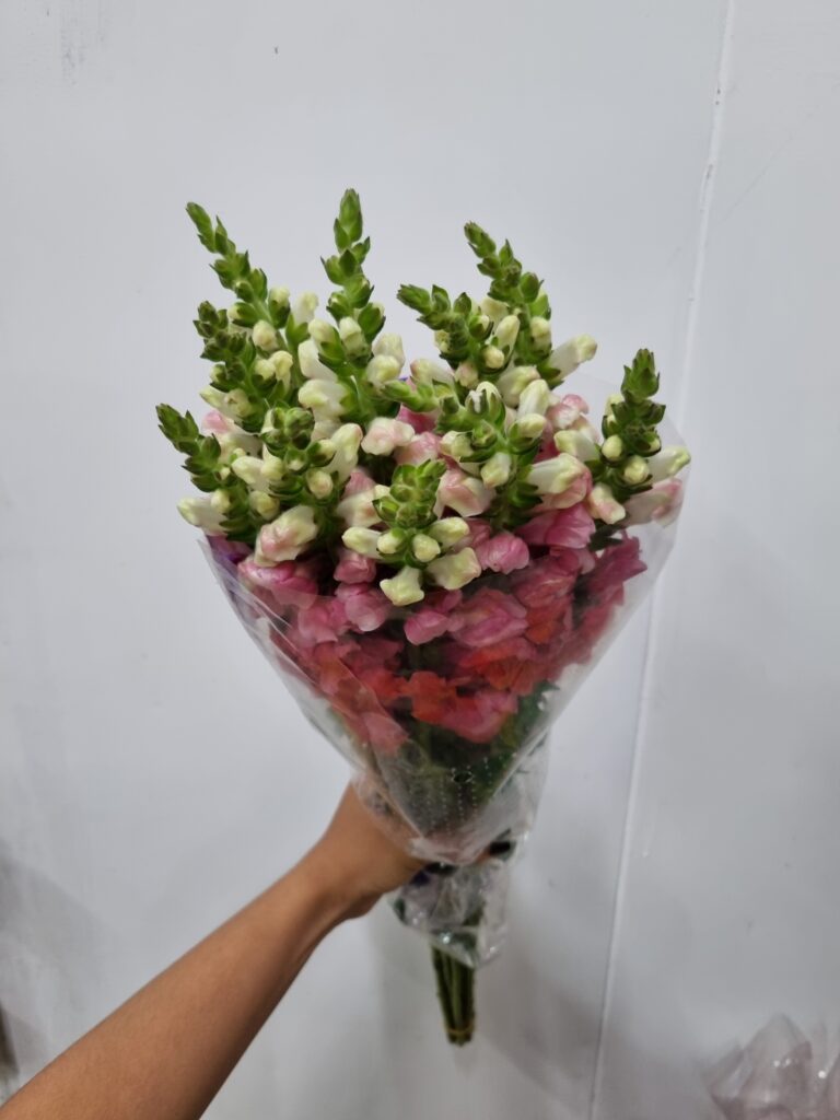 BOCA DE LEAO ROSA