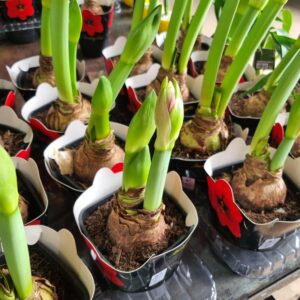 VASO AMARYLLIS P14 (2 HASTES)
