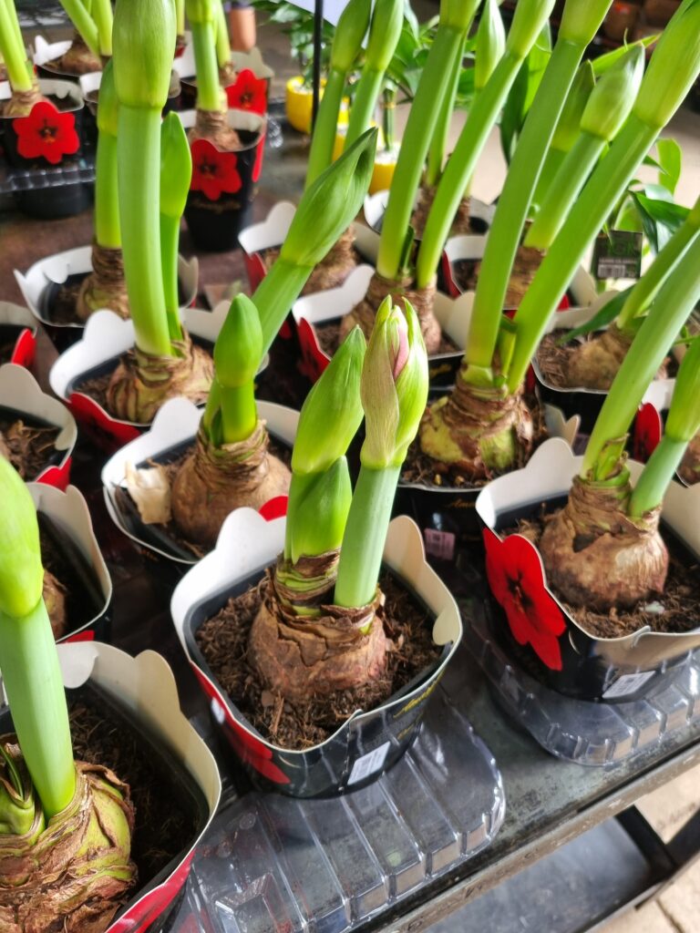 VASO AMARYLLIS P14 (2 HASTES)